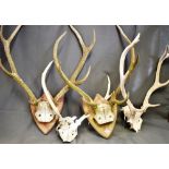 FOUR STAGS HORNS two mounted on shield shaped wooden plaques