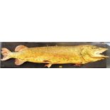 A PRESERVED PIKE mounted to an ebonized board with an applied brass plaque 'P v. D Berg / R'dam',