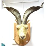 A SPANISH GOAT TAXIDERMY NECK MOUNT on oak plaque, 75cm wide across horns