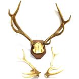 A PAIR OF ANTLERS skull mounted to a mahogany shield, approximately 75cm high, 76cm wide; together