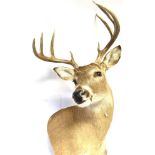 TAXIDERMY: A WHITE TAIL DEER HEAD 44cm across horns