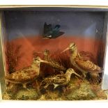 A CASED TAXIDERMY GROUP OF BIRDS 62cm wide 20.5cm deep 50cm high overall