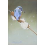 Prescott, David Contemporary Contemporary British AR Kingfisher on Bulrush