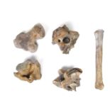 Palaeontology: A collection of Ice Age bones, circa 120,000 years old