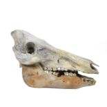 Palaeontology: A Wild Boar skull, circa 3,000 - 10,000 years old