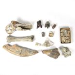 Palaeontology: A collection of assorted bones, jaw and teeth, circa 70,000 years old