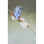 Prescott, David Contemporary Contemporary British AR Kingfisher on Bulrush