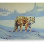Hodge, Spencer b1943 British AR Tiger in the Snow.