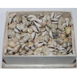 A collection of shells Condition Report: Available upon request