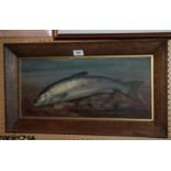 SCOTTISH SCHOOL Salmon, oil on board, 23 x 51cm Condition Report: Available upon request