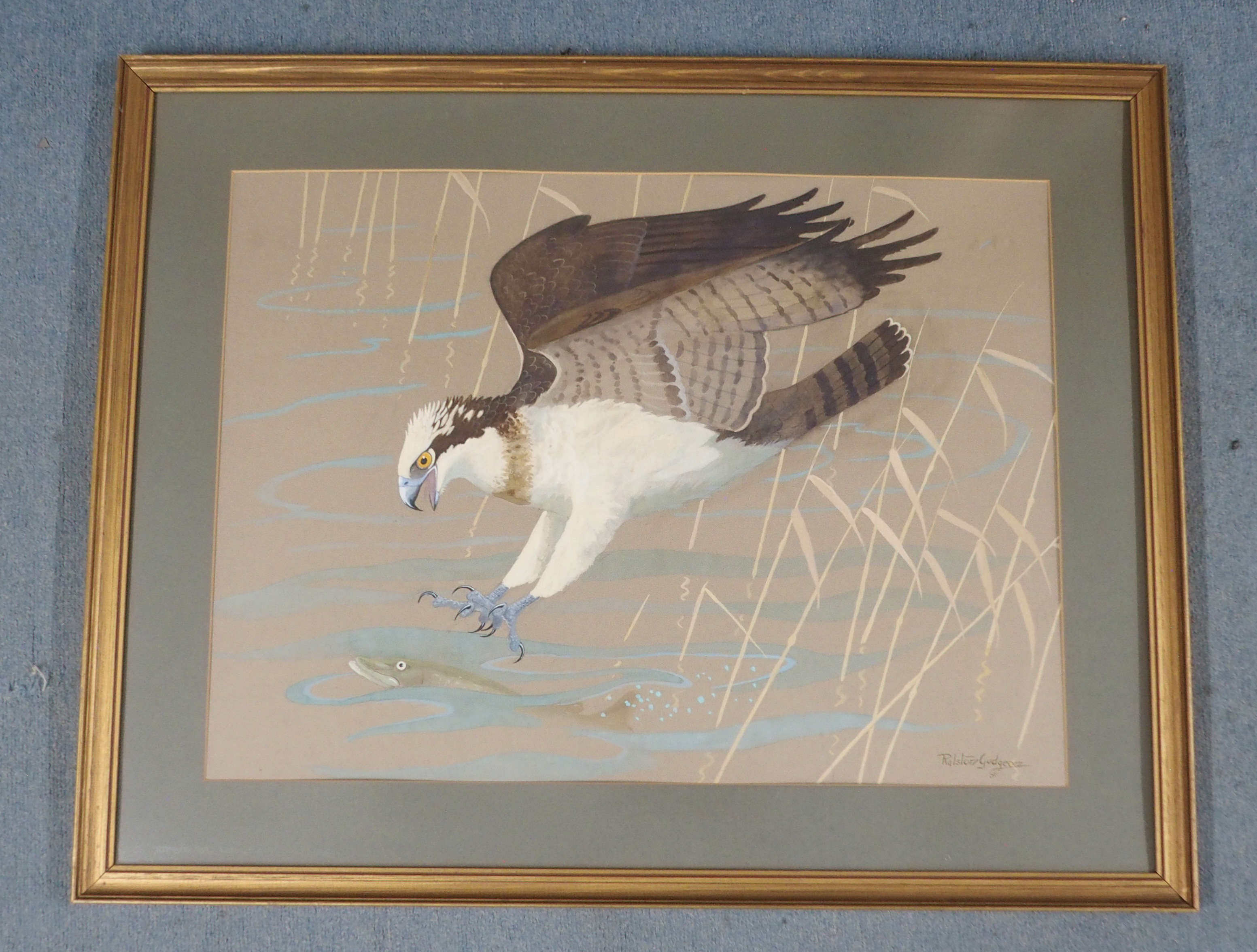 •RALSTON GUDGEON RSW (SCOTTISH 1910-1984) OSPREY CATCHING A PIKE Gouache, signed, 52 x 70cm (20 1/ - Image 2 of 3