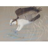 •RALSTON GUDGEON RSW (SCOTTISH 1910-1984) OSPREY CATCHING A PIKE Gouache, signed, 52 x 70cm (20 1/