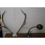 A copper shade adjustable desk lamp and a set of antlers (2) Condition Report: Available upon