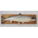 A resin model of a salmon on hardwood board, 67cm wide Condition Report: Available upon request