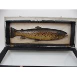 A resin model of a brown trout in hinged glazed case, 52cm wide, 68cm wide overall Condition Report: