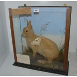 A stuffed and mounted taxidermy model of a rabbit in glazed case (af) 47cm high x 51cm wide