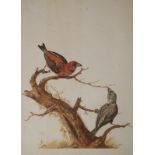 CHARLES COLLINS (IRISH C.1680-1744) TWO BIRDS ON THE BRANCHES OF AN OLD BROKEN TREE Watercolour