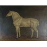 British School (19th Century), Grey Horse in Loose Box oil on canvas