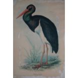 After Edward Lear (1812-1888), Black Stork (Circonia Negra) Lithograph