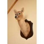 A taxidermy doe head and neck, 20th century, mounted on a wood shield. (2)Footnote: Provenance: