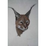 Silvia Domenech (20th century), Lynx Type Wild Cat Head Study