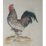 Two late 18th/early 19th century coloured etchings, of a 'bantam cock' and duck