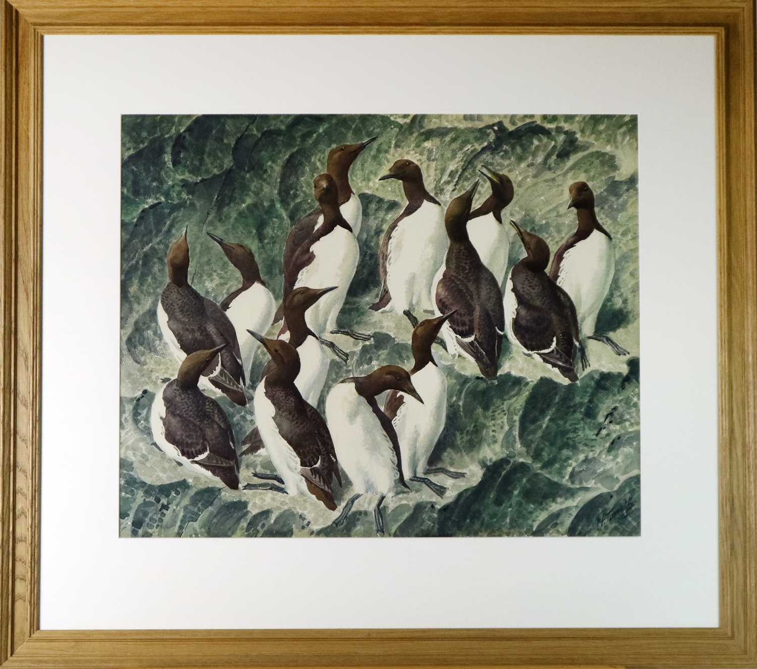 Charles Frederick Tunnicliffe OBE RA (1901-1979) New Tenants, Guillemots - Image 2 of 4