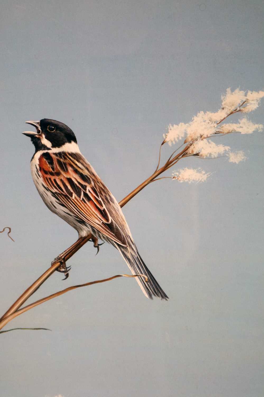 Alan M Hunt (b.1947) Reed Bunting - Image 4 of 4