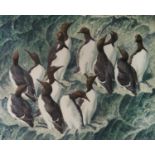 Charles Frederick Tunnicliffe OBE RA (1901-1979) New Tenants, Guillemots