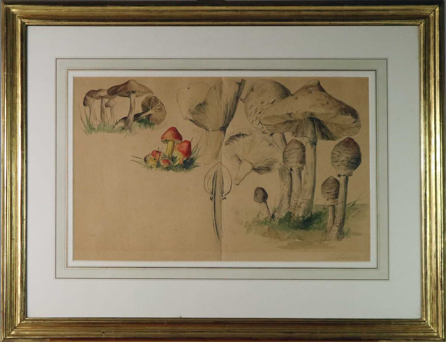 Gerardus van Spaendonk (Dutch 1746-1822) Studies of Mushrooms