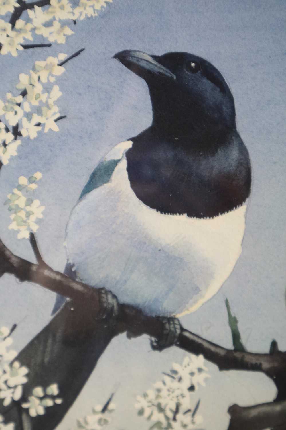 Charles Frederick Tunnicliffe OBE RA(1901-1979) Magpies in Blossom - Image 3 of 5