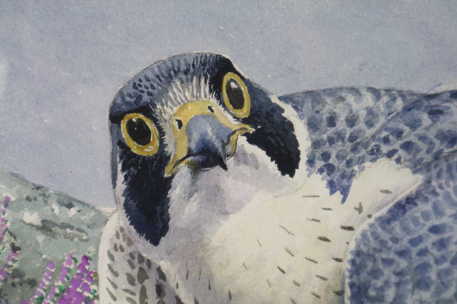 Charles Frederick Tunnicliffe OBE RA (1901-1979) Peregrine Falcon with Grouse - Image 3 of 6