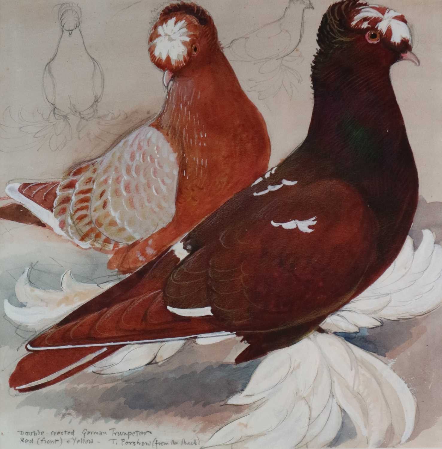 Charles Frederick Tunnicliffe OBE RA (1901-1979) Double Crested German Trumpeters