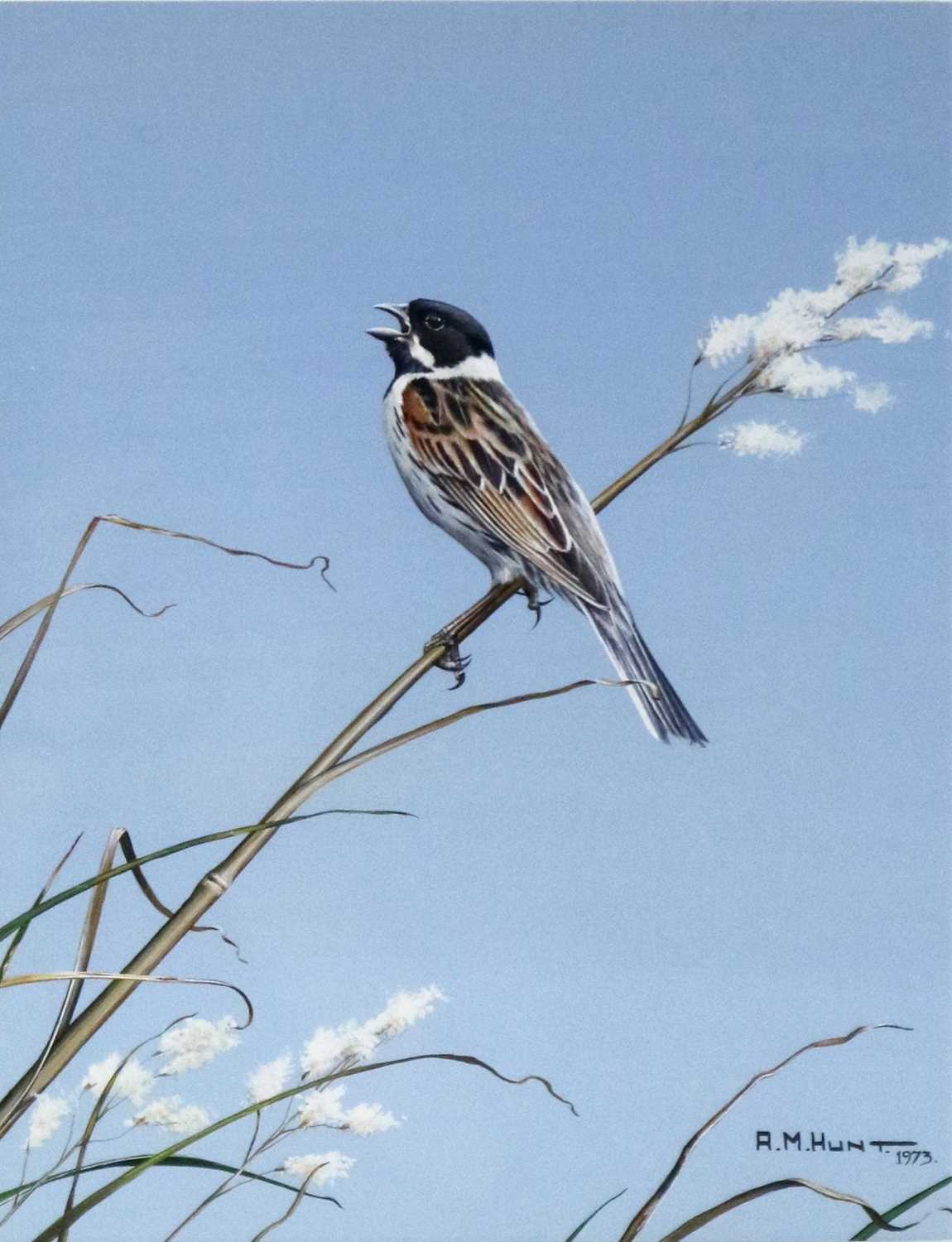 Alan M Hunt (b.1947) Reed Bunting