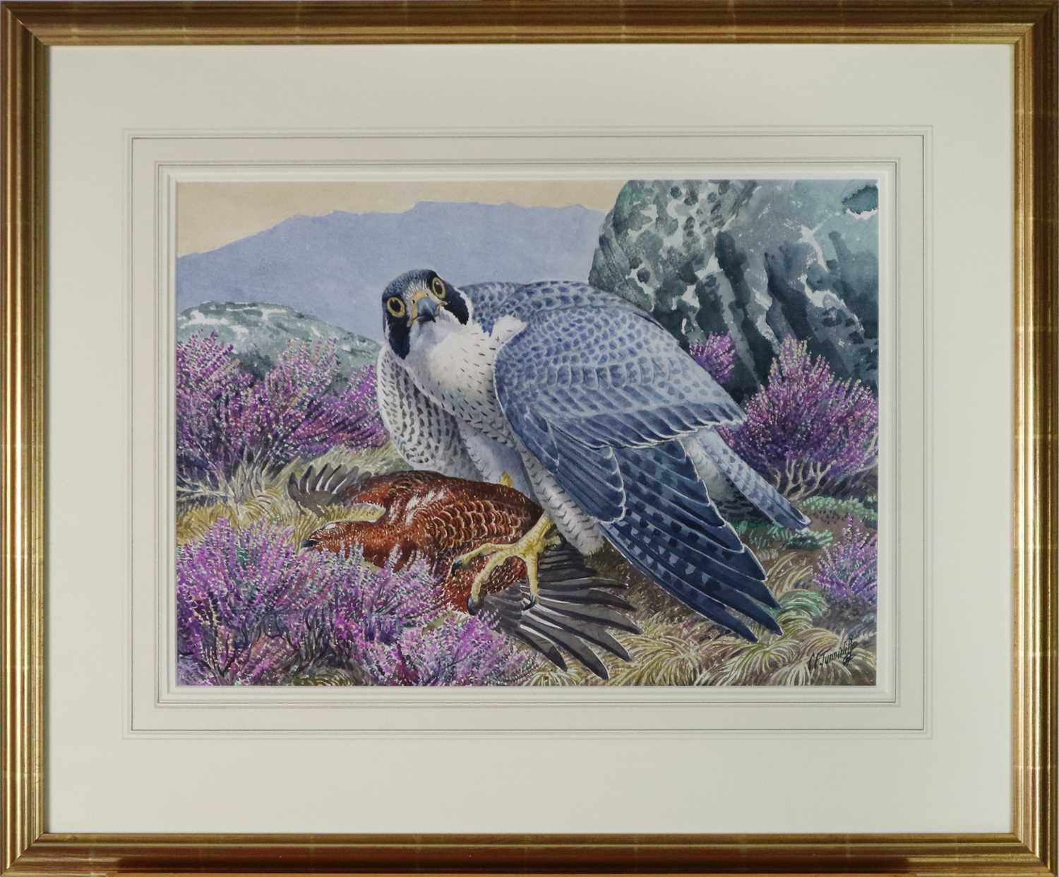 Charles Frederick Tunnicliffe OBE RA (1901-1979) Peregrine Falcon with Grouse - Image 2 of 6