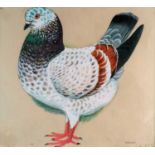 Charles Frederick Tunnicliffe OBE RA (1901-1979) Modena Pigeon