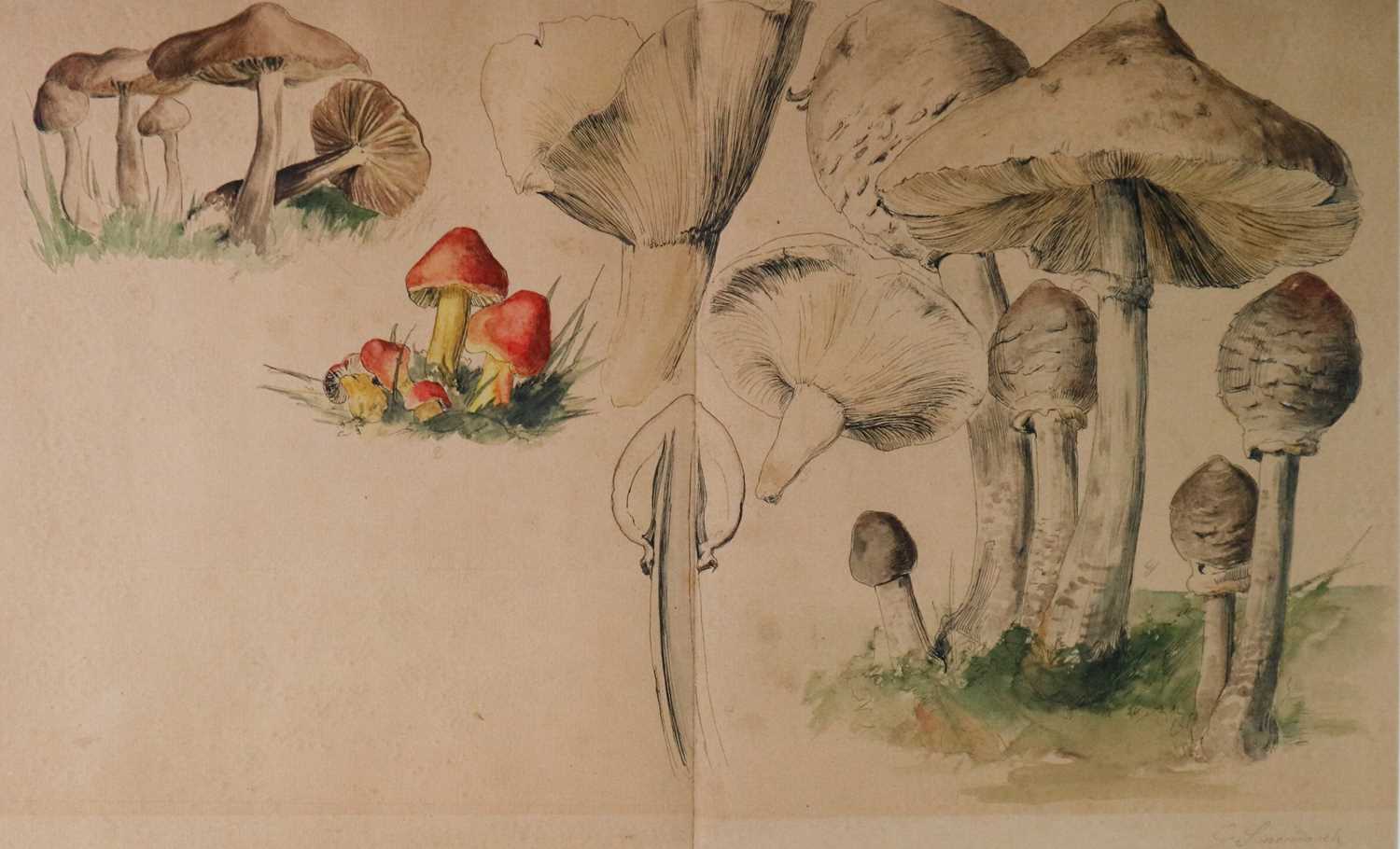 Gerardus van Spaendonk (Dutch 1746-1822) Studies of Mushrooms - Image 2 of 4