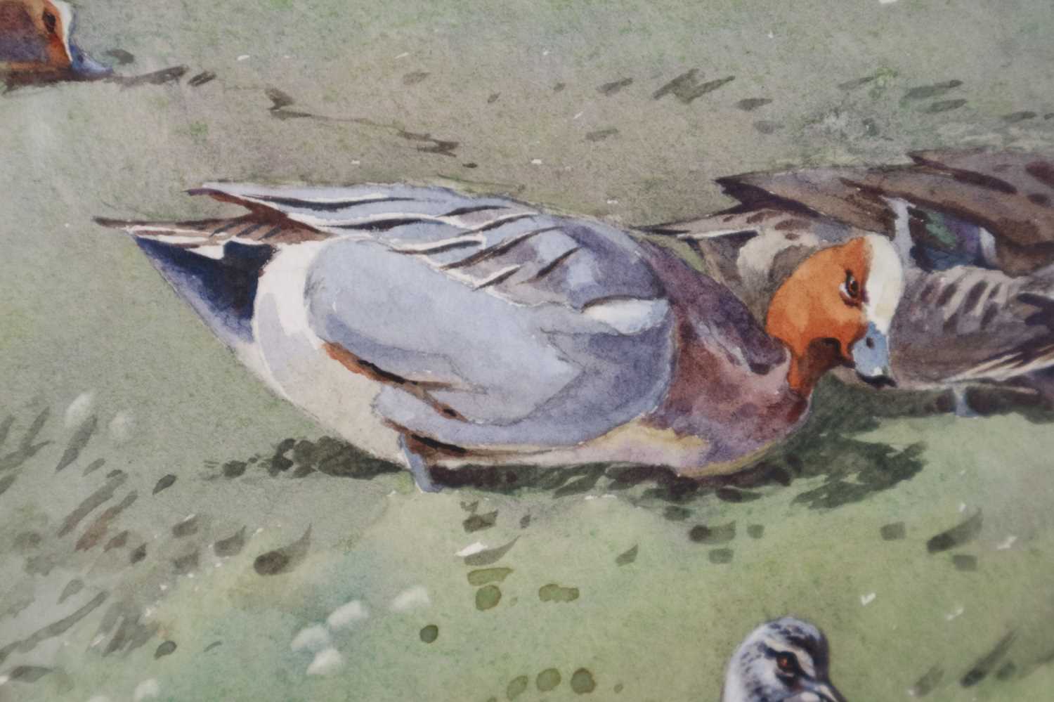 Eric Arthur Roberts Ennion (1900-1981) Wigeon Grazing by Loch Garry - Image 3 of 8