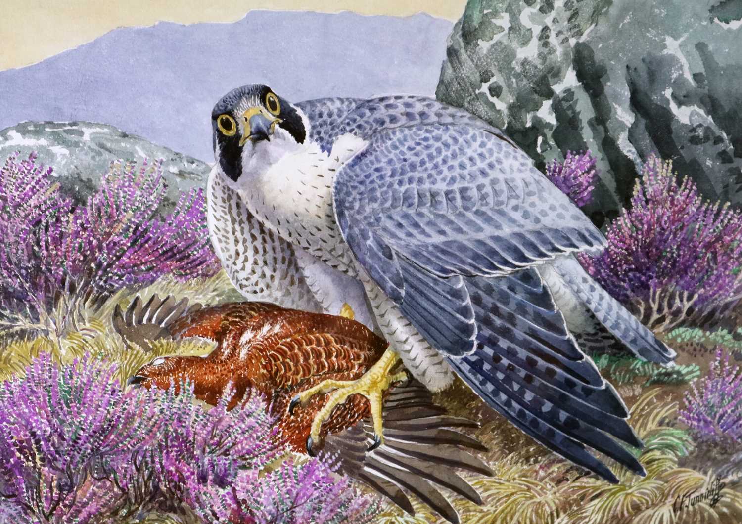 Charles Frederick Tunnicliffe OBE RA (1901-1979) Peregrine Falcon with Grouse