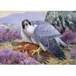 Charles Frederick Tunnicliffe OBE RA (1901-1979) Peregrine Falcon with Grouse