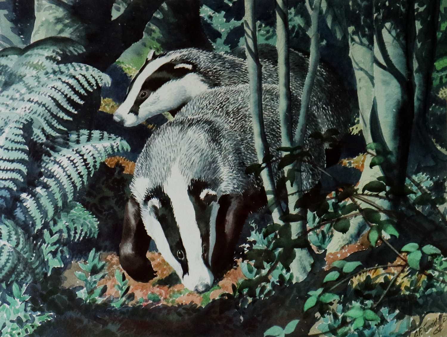 Charles Frederick Tunnicliffe OBE RA (1901-1979) Wildwood