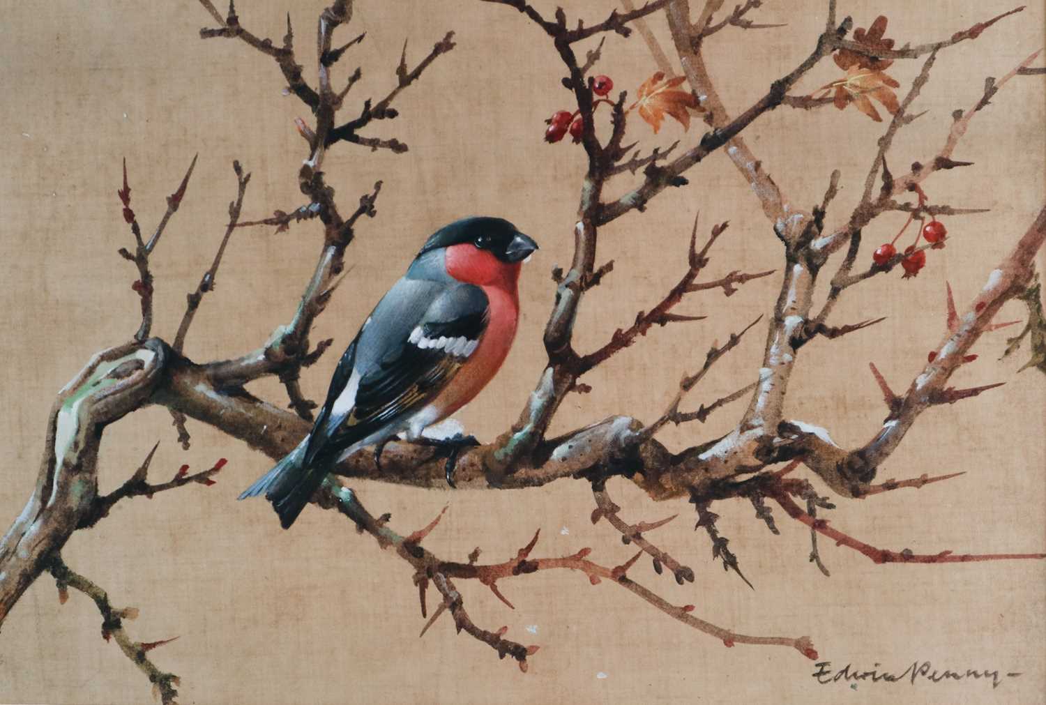 Edwin Penny (1930-2016) Bullfinch on Hawthorn