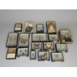A collection of insect, butterfly and other artefacts