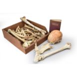 Anatomy: an anatomical teaching aid human skeleton