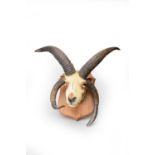 Taxidermy: A mounted head of a Jacob ram