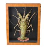 Taxidermy: a cased full lobster
