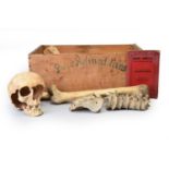 Anatomy: a French human skeleton
