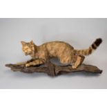 Taxidermy: a European wildcat