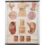 A collection of various 20th century medical educational posters