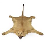 Taxidermy: a full lion skin rug with head
